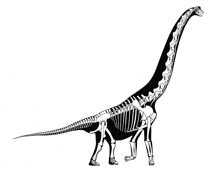 46.sauropod-skeleton-large