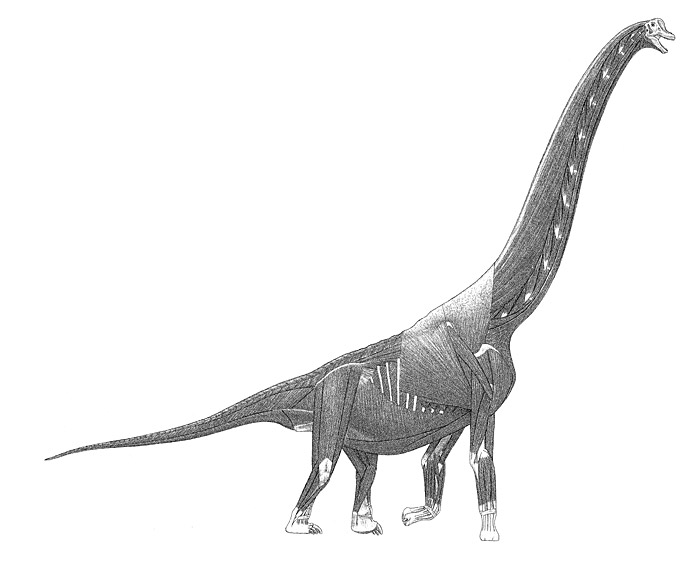 47.sauropod-muscles-large