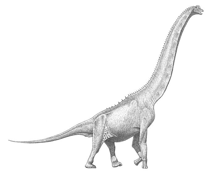 48.sauropod-skin-large