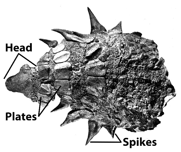 49.nodosaur-armor-large