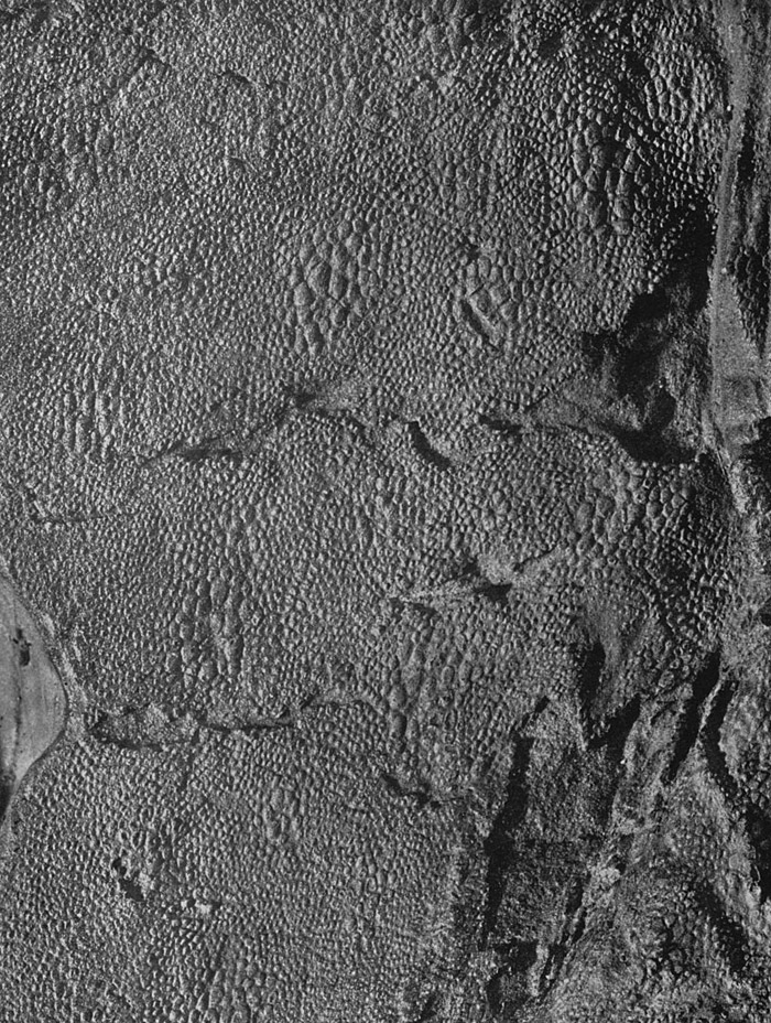 59.Edmontosaurus-skin-impression-large