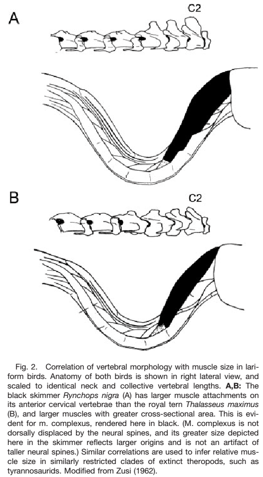 reconstruction scar bird