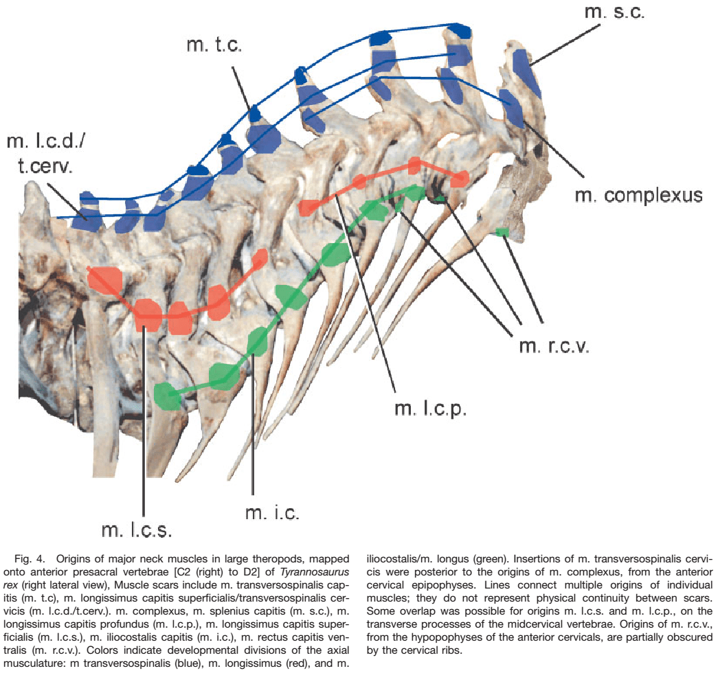 reconstruction scar dino 2