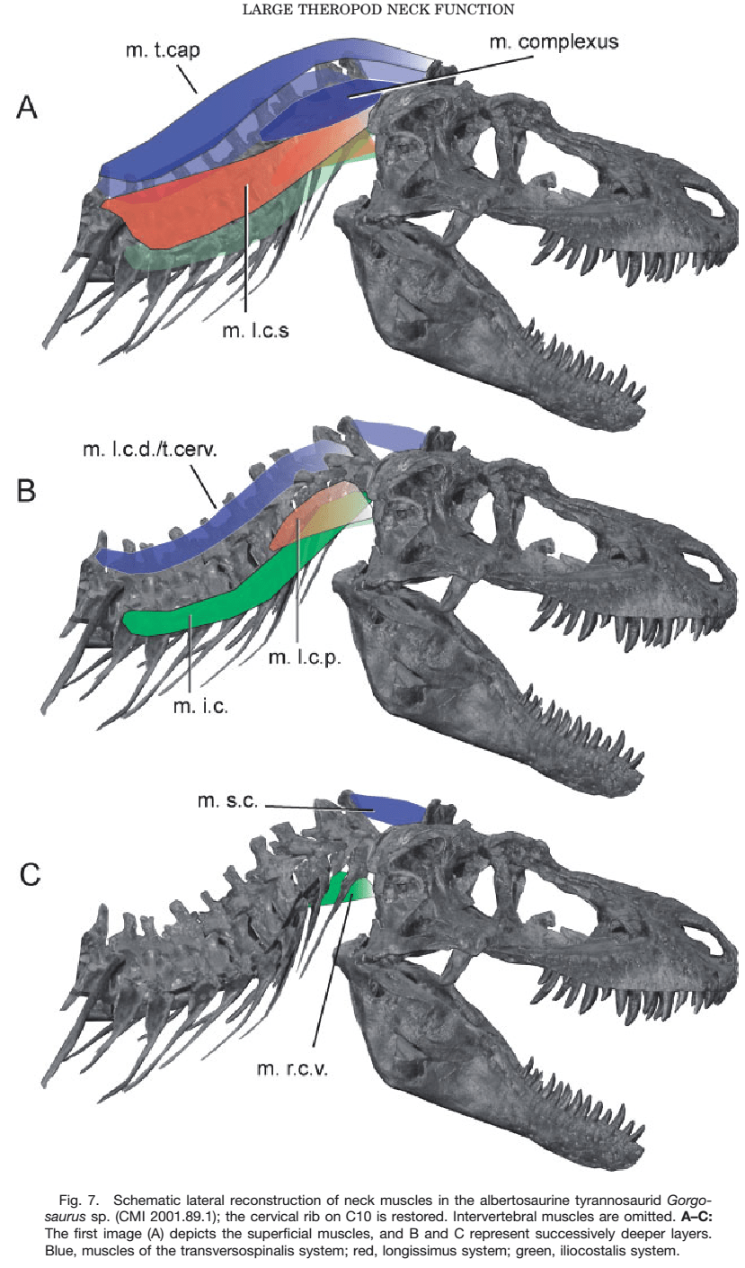 reconstruction scar dino 3