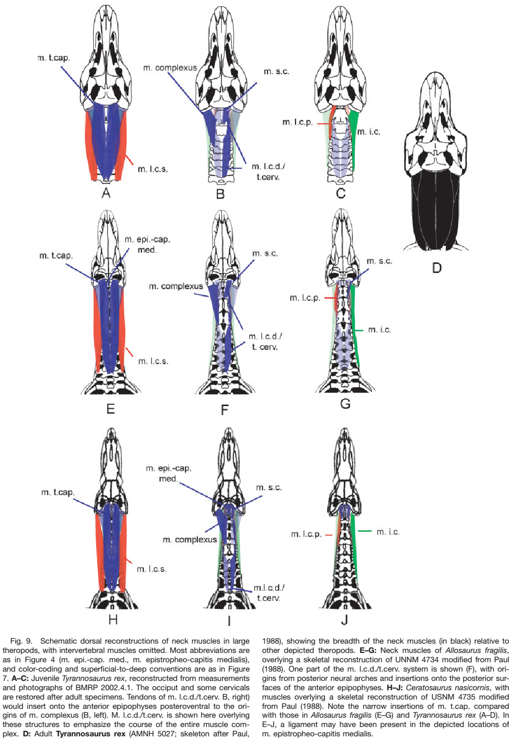 reconstruction scar dino 5