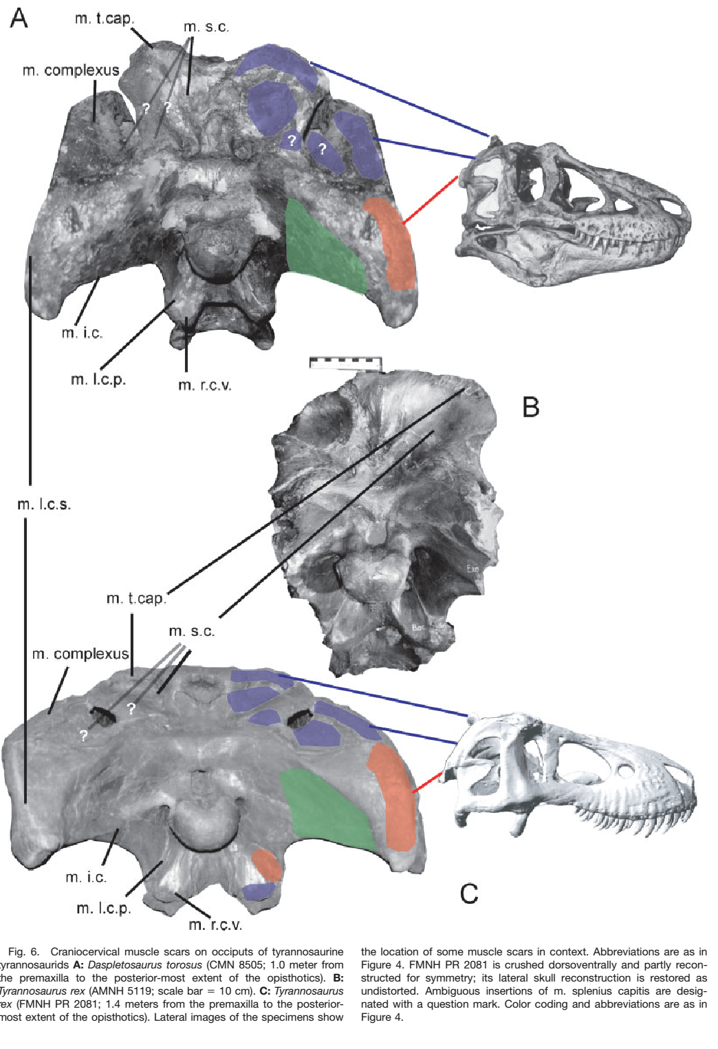 reconstruction scar dino