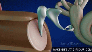 whale-vs-human-hearing-3-o