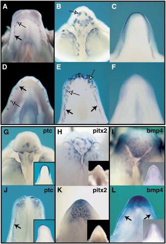 comparative tooth and Shh