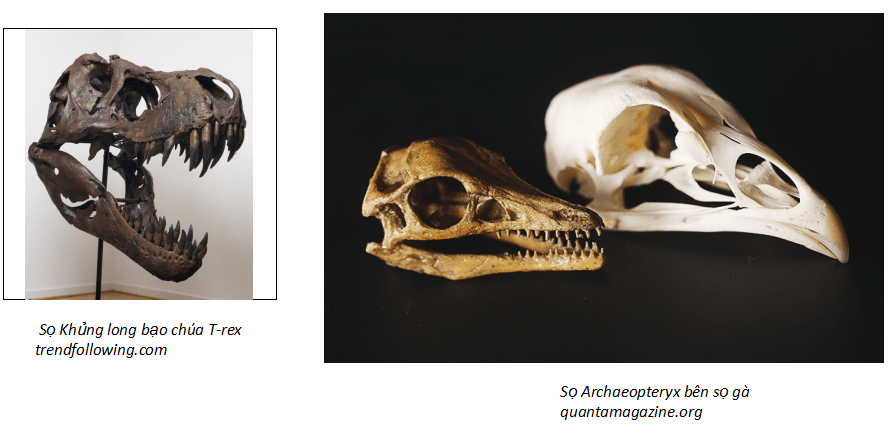 archaeopteryx-vs-chick