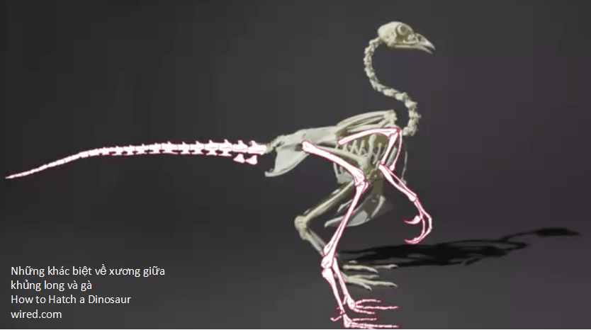 how-to-hatch-a-dinosaur