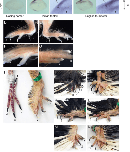 leg feather.PNG