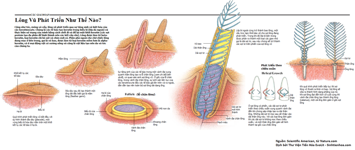 nature-evodevo-feather-1