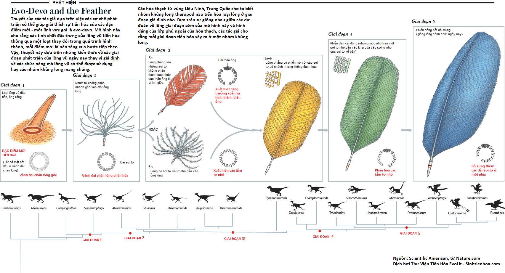 nature-evodevo-feather