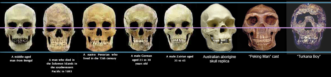 Kết quả hình ảnh cho human races turkana boy