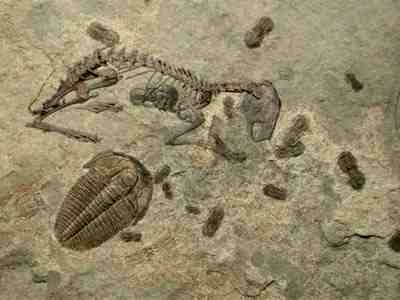 Kết quả hình ảnh cho bunny in cambrian