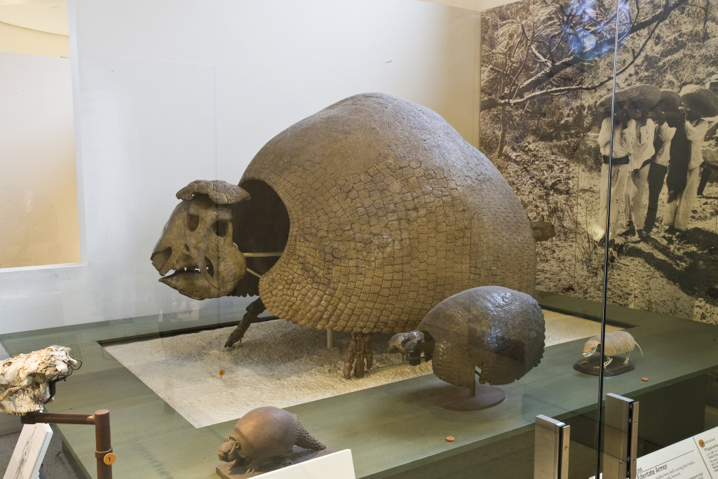 glyptodont