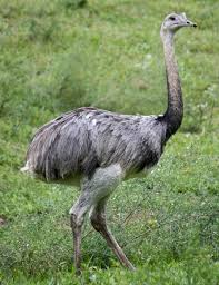 greater rhea