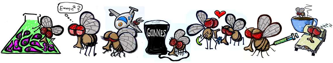 fruit-fly-drawing-2-min