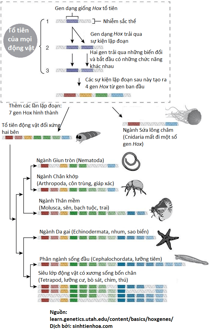 hox gene evolution